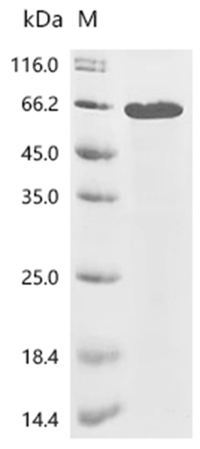 Beclin-1 Protein, Human, Recombinant (His)