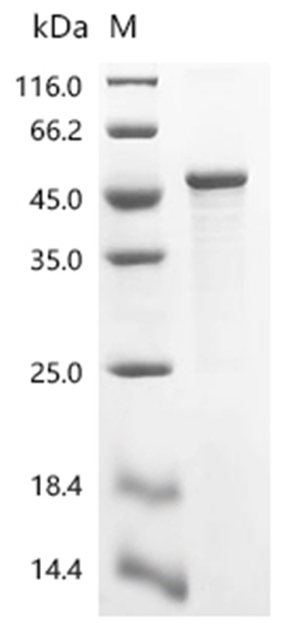 MAPK3 Protein, Human, Recombinant (His)
