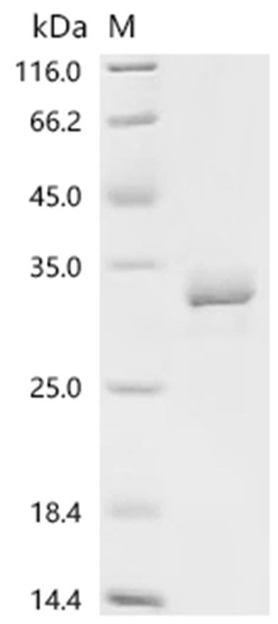 COL17A1 Protein, Human, Recombinant (His)