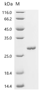 VDAC1 Protein, Human, Recombinant (GST)