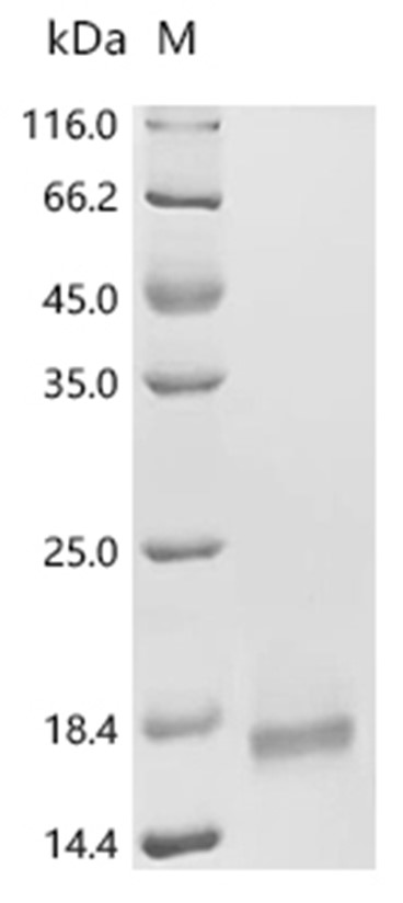 Snaclec rhodocytin subunit alpha Protein, Calloselasma rhodostoma, Recombinant (His)