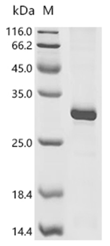 Mcpt4 Protein, Mouse, Recombinant (E. coli, His)