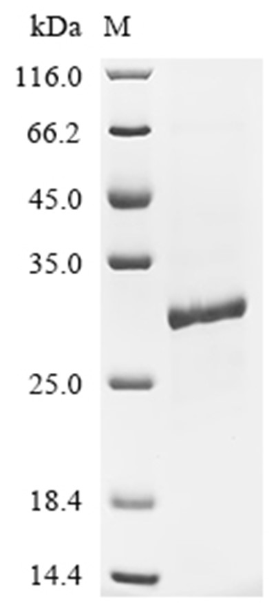 IGFL Protein, Mouse, Recombinant (His & SUMO)