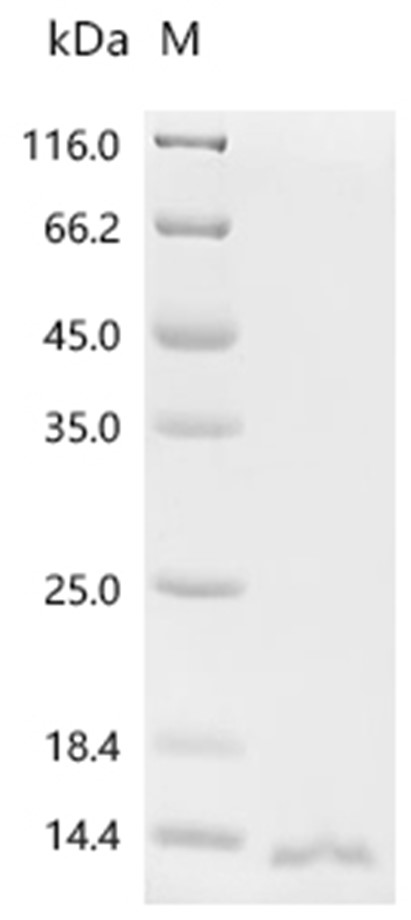 MazF Protein, E. coli, Recombinant (His)