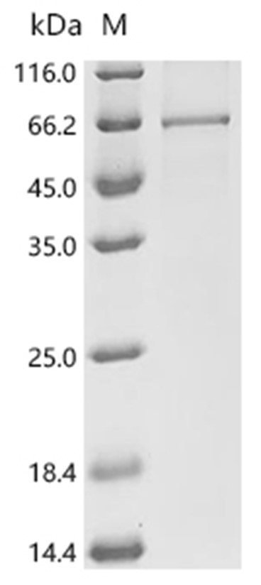 Perforin-1/PRF1 Protein, Mouse, Recombinant (His)