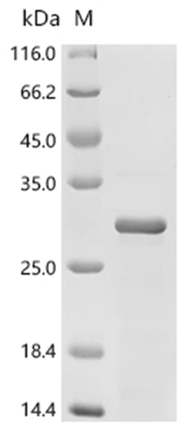 Gellan lyase Protein, Geobacillus stearothermophilus, Recombinant (His)