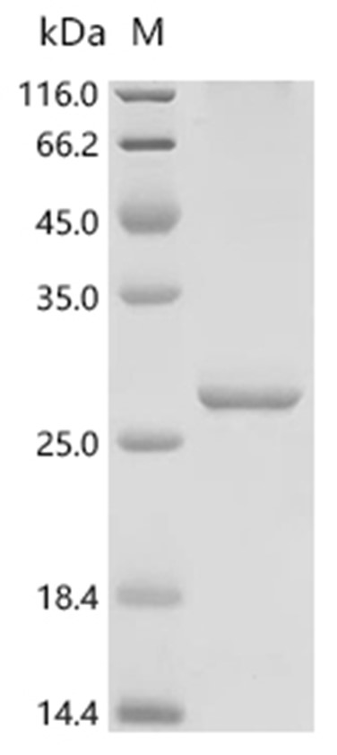 HSPG2 Protein, Human, Recombinant (His & Myc)