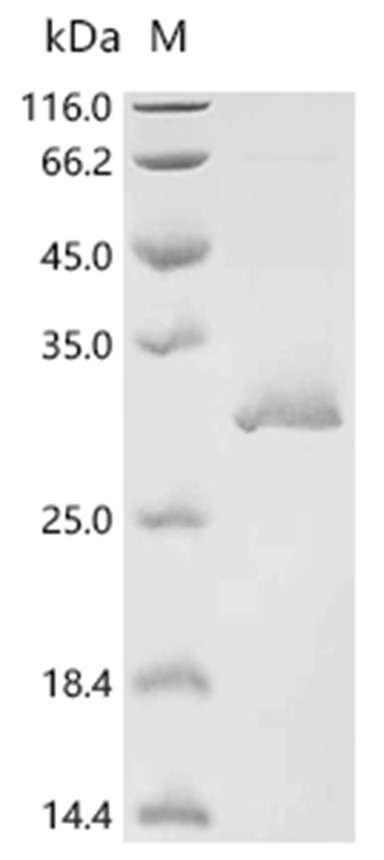 TLR7 Protein, Human, Recombinant (His & Myc)