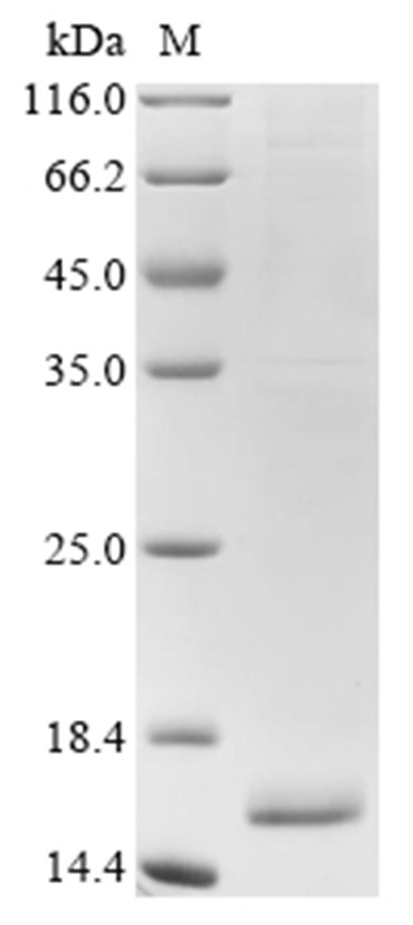 IL-13 Protein, Canine, Recombinant (His)