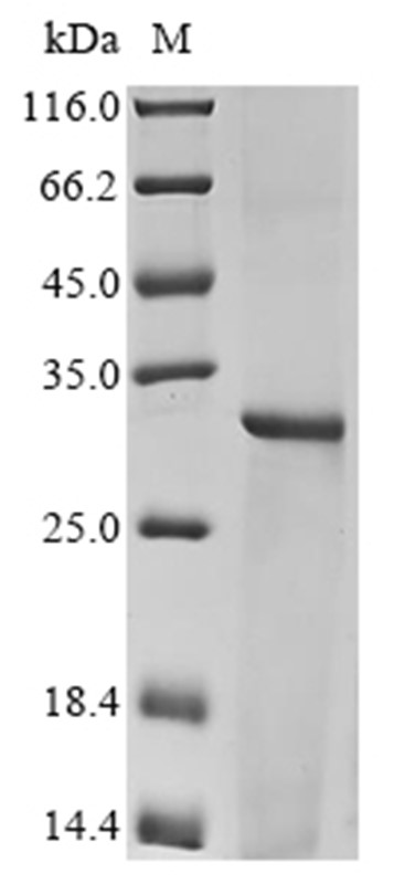 HLA-DRB1 Protein, Human, Recombinant (His)
