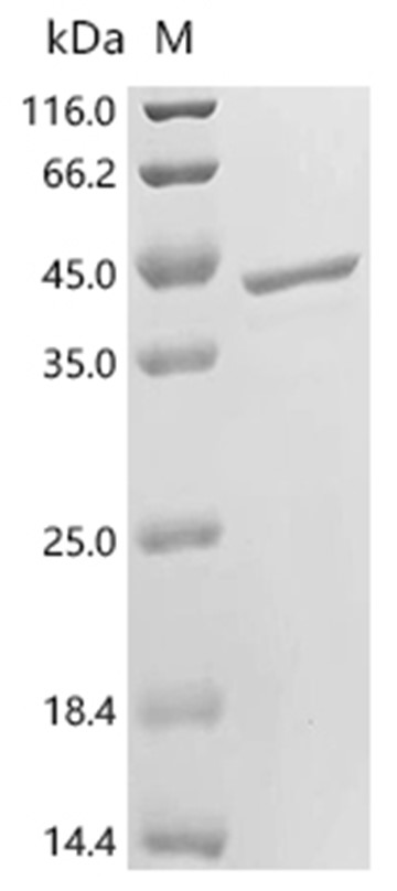 FabI Protein, S. aureus, Recombinant (His & SUMO)