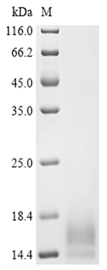 OXT Protein, Human, Recombinant (His)