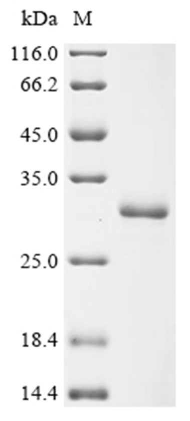Gasdermin-D Protein, Mouse, Recombinant (His & Myc)