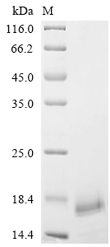 Chemotaxis inhibitory Protein, S. aureus (strain MRSA252), Recombinant (His)