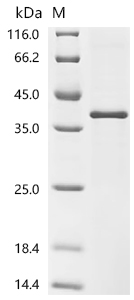 Wnt3a Protein, Human, Recombinant (His)