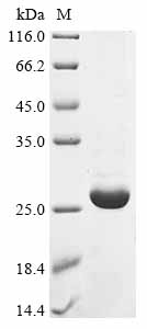 Interferon epsilon/IFNE Protein, Human, Recombinant (His)