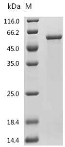 CYP2C19 Protein, Human, Recombinant (His & Myc)