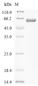 Lyn Protein, Mouse, Recombinant (His & Myc)