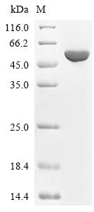 Adrenodoxin reductase Protein, Bovine, Recombinant (His)