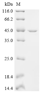 Apolipoprotein A-IV/APOA4 Protein, Mouse, Recombinant (His)