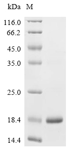 PLA2R1 Protein, Human, Recombinant (His)