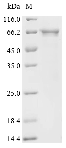NLRP3 Protein, Human, Recombinant (aa 131-704, His)