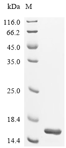 GHRL Protein, Mouse, Recombinant (His)