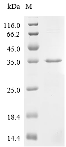 Cry1Ab Protein, Bacillus thuringiensis subsp., Recombinant (His & SUMO)