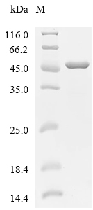Toxin A Protein, Clostridioides difficile, Recombinant (His)