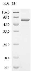 Adrenodoxin reductase Protein, Bovine, Recombinant (E. coli, His)