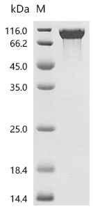 Tau-F Protein, Human, Recombinant (HEK293, His)