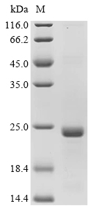 LAMTOR1 Protein, Human, Recombinant (His)