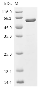 NAMPT Protein, Mouse, Recombinant (HA & His)