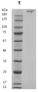 Fibronectin Protein, Human, Recombinant (aa 32-1908)