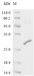 GST Protein, Plasmodium falciparum, Recombinant (His)