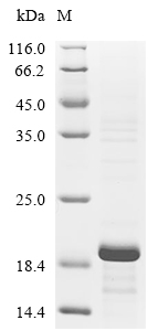 Subtilosin-A Protein, Bacillus subtilis, Recombinant (His & KSI)