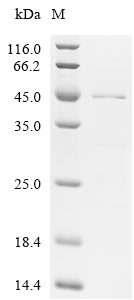 SPI1 Protein, Human, Recombinant (His)