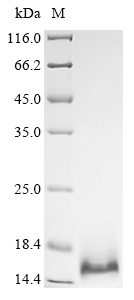 Dermcidin Protein, Human, Recombinant (His)