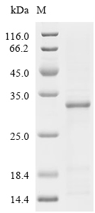 Kallikrein 8 Protein, Mouse, Recombinant (E. coli, His)