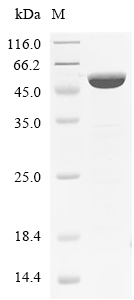 Rho Protein, E. coli, Recombinant (His)