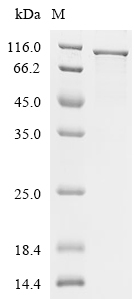 EEF2 Protein, Mouse, Recombinant (His & Myc)