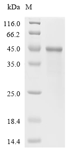 Coagulation factor XII Protein, Human, Recombinant (His)