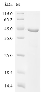 ITGB4 Protein, Human, Recombinant (His & Myc)