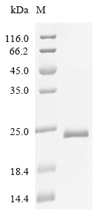 VEGFA Protein, Pig, Recombinant (His)