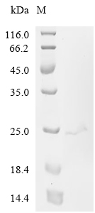 PTGES3 Protein, Human, Recombinant (His)