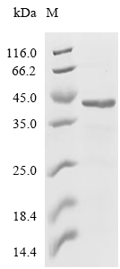 PNO1 Protein, Human, Recombinant (His)