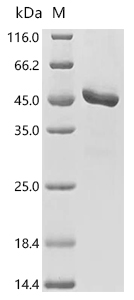 Transthyretin Protein, Human, Recombinant (hFc & Myc)