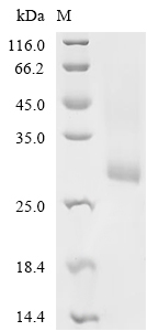 Insulin-1 Protein, Mouse, Recombinant (His & Myc)