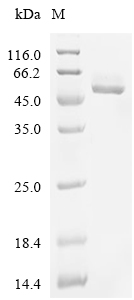 FAM3B Protein, Mouse, Recombinant (hFc)