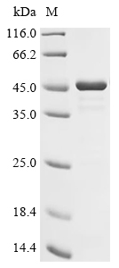 MMP-10 Protein, Human, Recombinant (His)